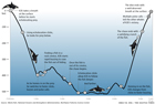 Orcas use different types of sounds as it hunts for prey underater. This graph shows how an orca uses noise at different depths and time during the chase.