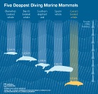 Deepest Diving Marine Mammals digital graph