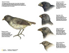 Darwin's Finches