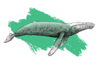 Gray whale spot illustration