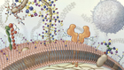 Cellular illustration of a glycan forest on the cell surface for the Bertozzi Lab at Stanford University