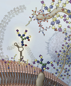 GlycoRNA found on cell surface illustration of the cell surface