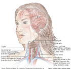 Neck Anatomy