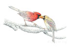 CARDINAL PAIR