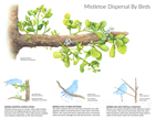 MISTLETOE DISPERSAL