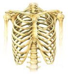 RIBCAGE