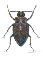 Hitleri Beetle