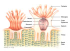 Coral Polyp Cross Section