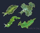 ELYSIA SEA SLUGS