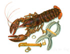 AMERICAN LOBSTER FISHERY