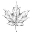 SUGAR MAPLE LEAF