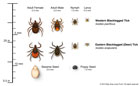 Tick Size Chart