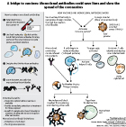 Process diagram showing how monoclonal antibodies could slow the spread of coronavirus