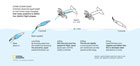 Flying Squid: This infographic shows Todarodes pacificus changing their body positions as they fly through the air (launching, jetting, gliding, diving). This technical research based scientific graphic was created in Adobe Illustrator for National Geographic Magazine
