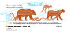 Letters infographic has comments for National Geographic Magazine readers set inside animal silhouette of a bear, kangaroo, mountain lion, lemur, and snake. Created in Adobe Illustrator this text graphic was published in 2014