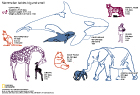 MAMMALIAN BABIES: This infograph shows 8 types of mammalian parents and their babies compares their size, gestation period and fraction of mother's weight. This scientific animal graphic was drawn in Adobe Illustrator for National Geographic News