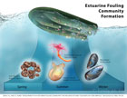 ESTUARINE FOULING COMMUNITY FORMATION a research based illustration/graphic showing Balanus improvises, Tubularia crocea, Molgula manhattensis, Mytilus edulis painted in watercolor with a seasonal graph created in Adobe illustrator and Photoshop