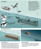 GILLNET SEABIRD BYCATCH: This infographic shows the gillnet fishery's threat to common murre and magellanic penguin seabirds. This scientific animal graphic was drawn in Adobe Illustrator for Smithsonian Magazine Online News