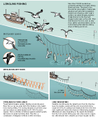 LONGLINE SEABIRD BYCATCH: This infographic shows the longline fishery's threat to wandering albatross and white-chinned petrels seabirds. This scientific animal graphic was drawn in Adobe Illustrator for Smithsonian Magazine Online News