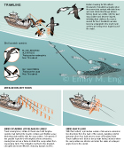 TRAWLING SEABIRD BYCATCH: This information graphic shows the trawling fishery's threat to black-brown albatross and shy albatross seabirds. This scientific animal graphic was drawn in Adobe Illustrator for Smithsonian Magazine Online News