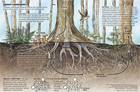 Underground connections between hub trees and Mycorrhizae fungi and how it impacts coastal forests in the Pacific Northwest