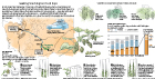 Where fresh hop beer in Washington comes from and how hop varietals are created