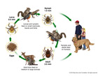 California Tick Host Life Cycle depicts the natural history of CA tick. Drawn in colored pencil the ticks were scanned and arranged with painted Adobe Photoshop hosts, like a squirrel, robin, deer, raccoon, dog and humans. This scientific diagram was created for the Bay Area Lyme Foundation