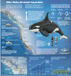 Killer whales, the ocean's top predator - infographic (map, popualtion charts, anatomy diagram) of the types of killer whales found around the Pacific Northwest