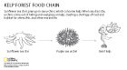 Kelp forest food chain