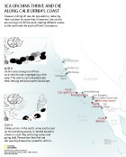 California Urchin Wasting shows a map of Central and Southern California where sea urchin wasting has been observed and diagram of behavioral differences between the North and South of Strongylocentrotus purpuratus. Created in Adobe Illustrator for National Geographic News